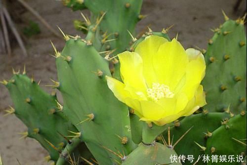 柔软|此花是坚强的花，因为心太柔软，所以才加了一套铠甲