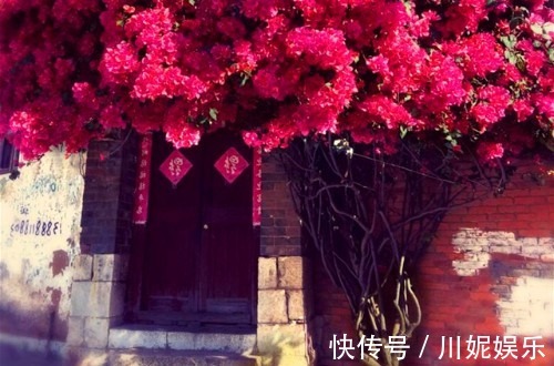 比绿萝还好养的“2种花”,插在水里就能生根开花,花朵还能爆盆