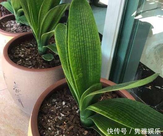 养花土壤板结,三种“玩意儿”丢盆里,土又好又肥,再也不板结了