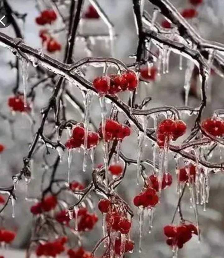 旅行吧|雪是今冬的流言