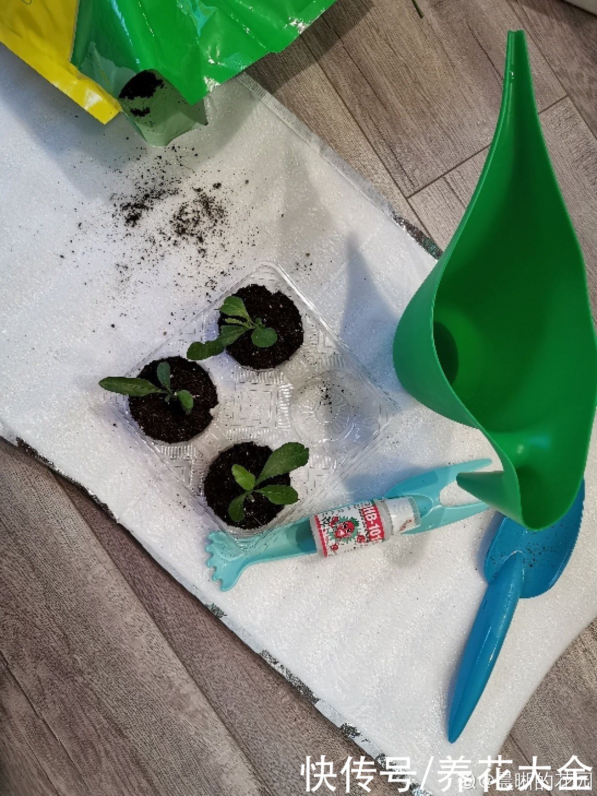 狗牙根|秋天扦插5种花，呼呼冒出“狗牙根”，明年春天就开花