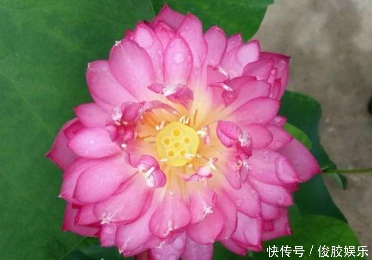 雨兰花|养花就养个花期长的，浇点水晒晒太阳就疯长，对待新手超友好