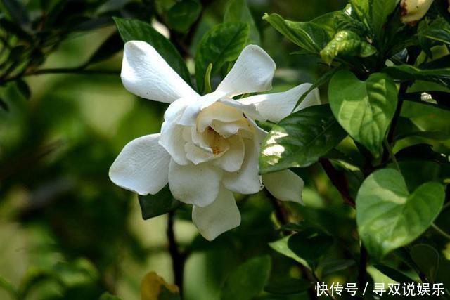 栀子花、杜鹃花“花苞”呼呼掉,都是土壤惹的祸,教你几招能恢复