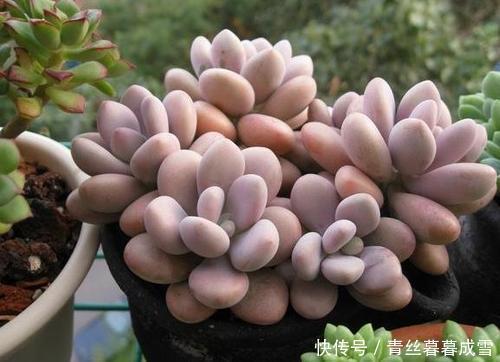 多肉桃蛋|多肉桃蛋越长越丑从2个方面虐一虐，叶片肥嘟嘟，长成小老桩