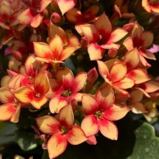 48个长寿花品种,一个比一个漂亮,文末附长寿花的养护简介