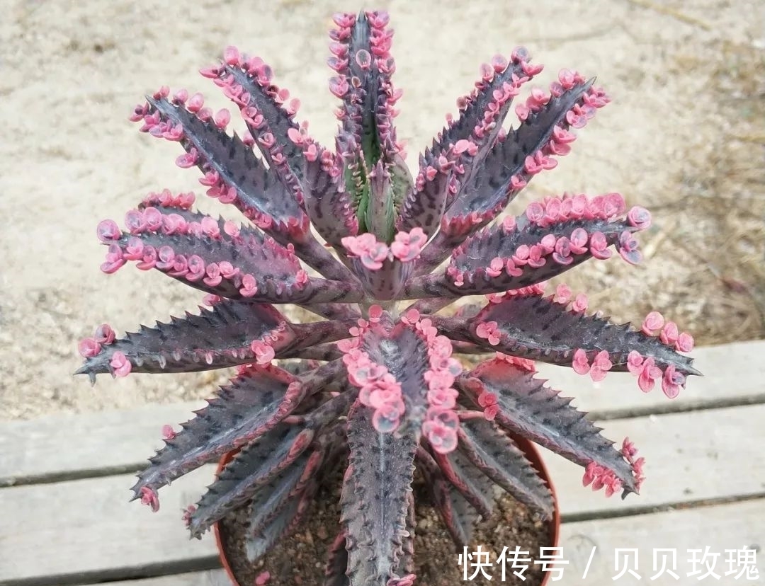 长寿花不好养,这样嫁接,以后不烂根,不黑腐,花开多爆盆