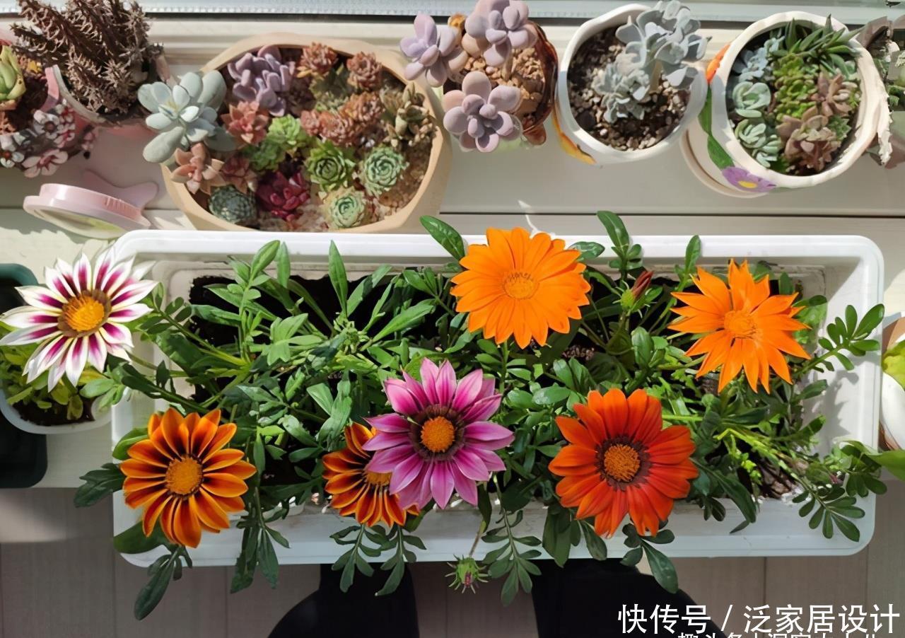 别错这款盆栽“新宠”,“一杆多花”颜色艳,单叶就可繁殖一大群