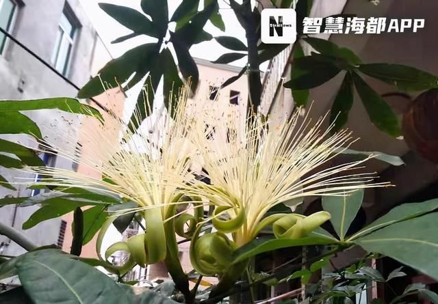 发财树|发财树开花了！花期仅10小时，你见过吗？