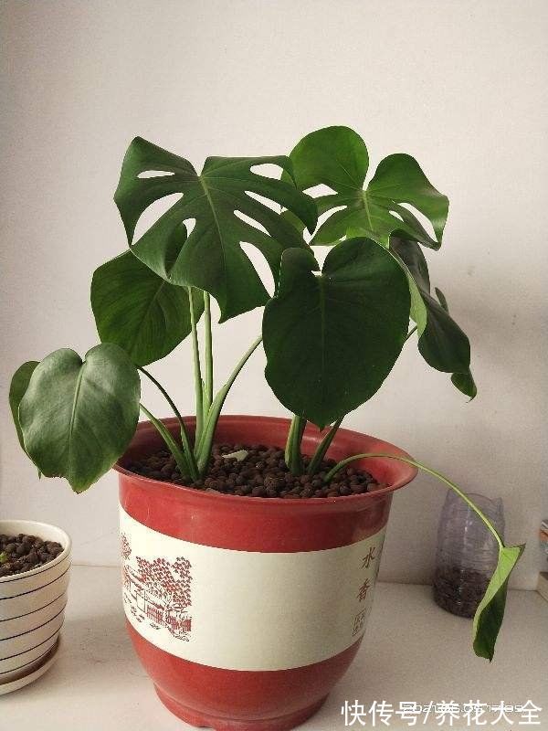 30种观叶植物,能观赏也净化空气,总有一种你养过