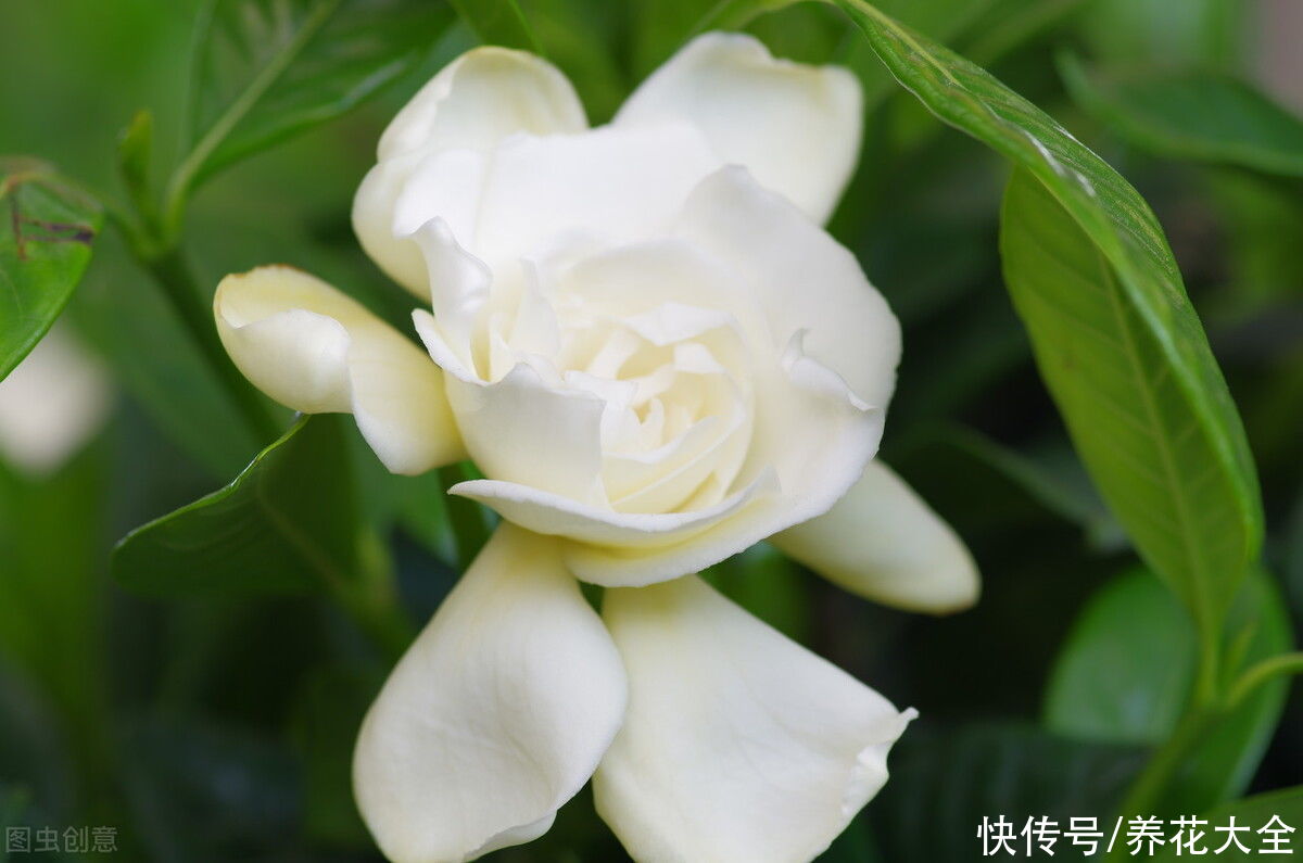 腐烂根|公认的“必死花”，买过N次，实在是太难养了