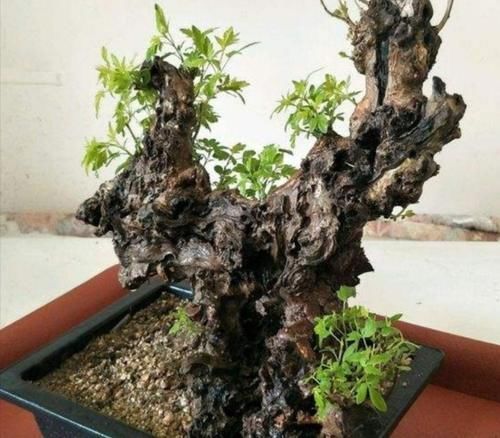 树桩|山上的“黄荆疙瘩”,做成盆景,古朴苍劲枝叶扶疏,观赏性强