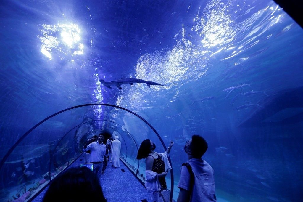 阿布扎比|中东地区最大水族馆——阿布扎比国家水族馆正式开馆