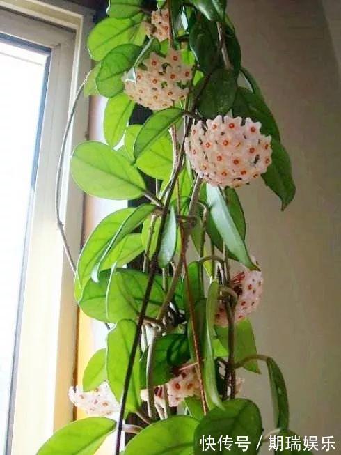 比绿萝还耐阴的花,养1盆能爬上房顶,开花比香水还香!