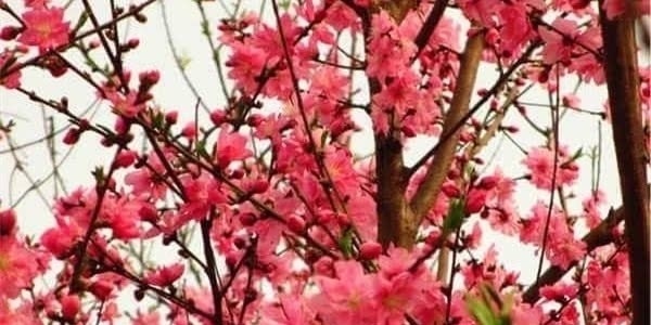 王叔文&刘禹锡鲜为人知的7首诗,能读过三首就算知识渊博了!