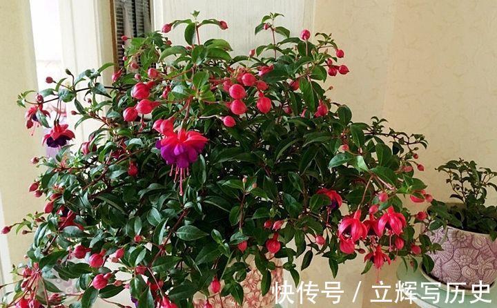 16种花被誉为冬日里的“开花机器”,喜欢就可以养起来,又美又香