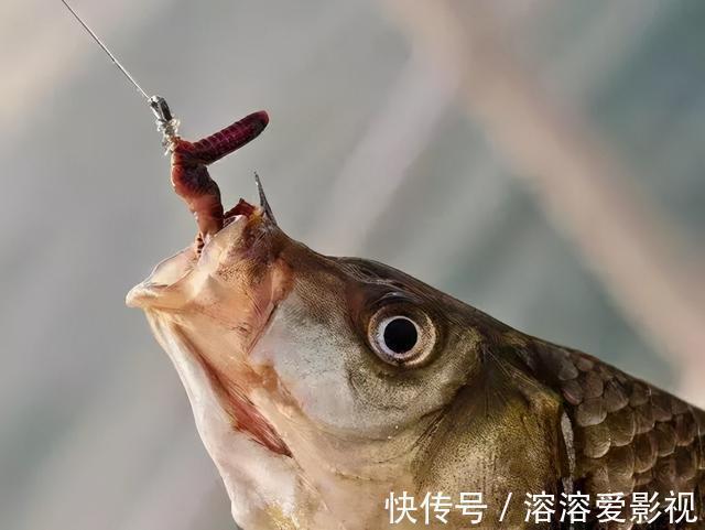 饵料|除了麦粒和蚯蚓,这几种饵料,用来野钓鲫鱼,中钩都是大鲫鱼