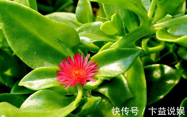 红辣椒|这6种长在地里的“天然青霉素”,隔三差五吃一回,常吃少生病