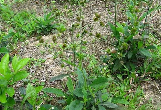 特效药|这东西，人称地胆草，是治口腔溃疡“特效药”，如需要，请重视！