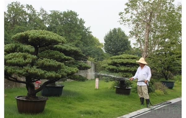 盆景|如何养好家中盆景 且看浇水功