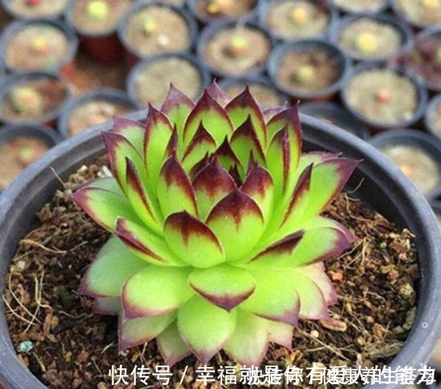 群生|观音莲这样养，“小莲花”围一圈，从普货到“贵货”，就差这一步！