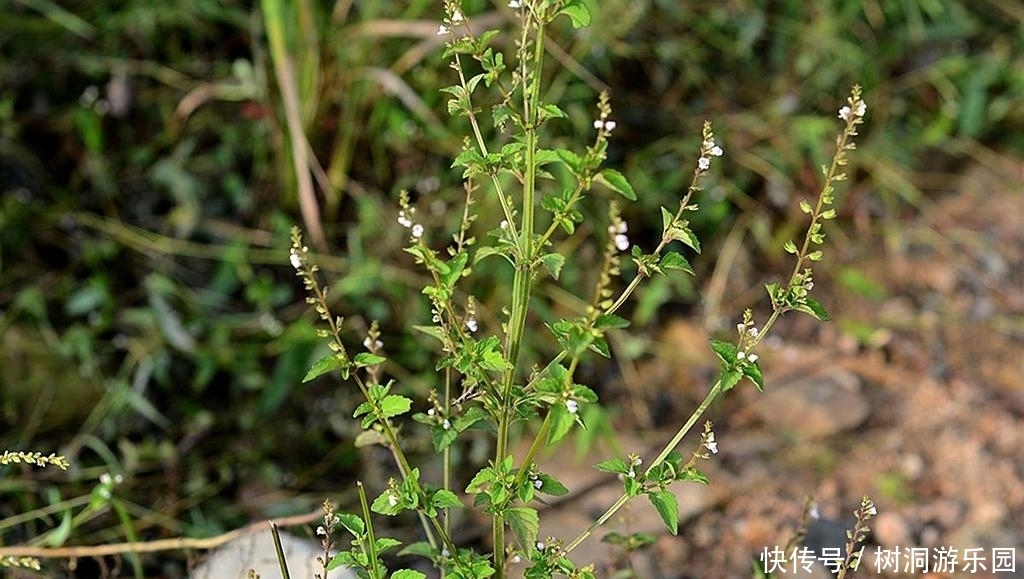 农村|农村一种清香野草,嚼3片叶子就可去口臭,价值珍贵晒干3元一斤