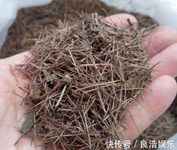 松针土|换盆先别忙，找到这3种材料旧土变新土，啥花也能用