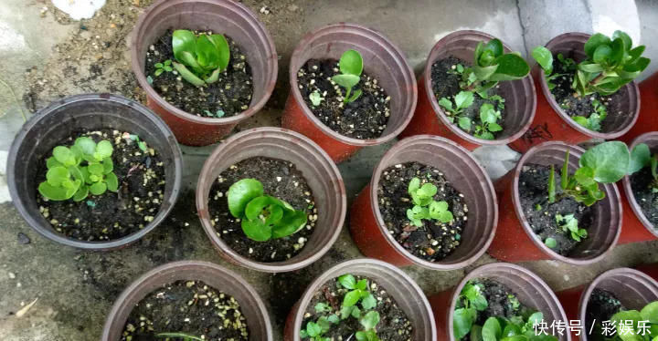 这6种花就要穷养,不花钱不用管,个个肥得流油