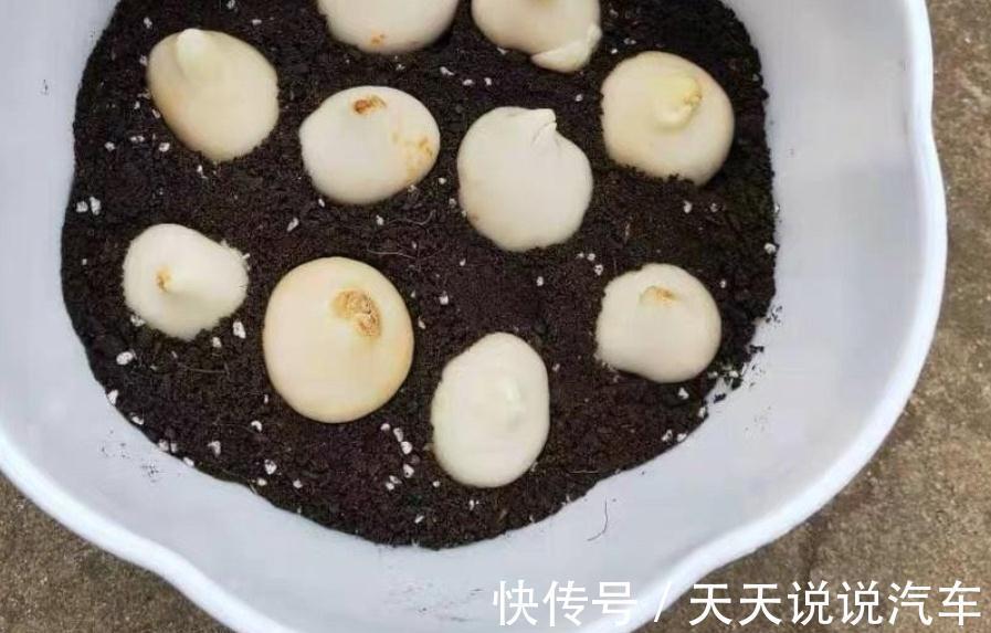 嫌弃养花难,不如就种郁金香,沾土就活,花开时放屋里可当熏香