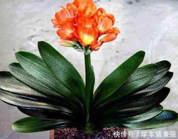 植株|入秋如何给君子兰强根偷学3点技巧,换盆后蹭蹭窜新叶!