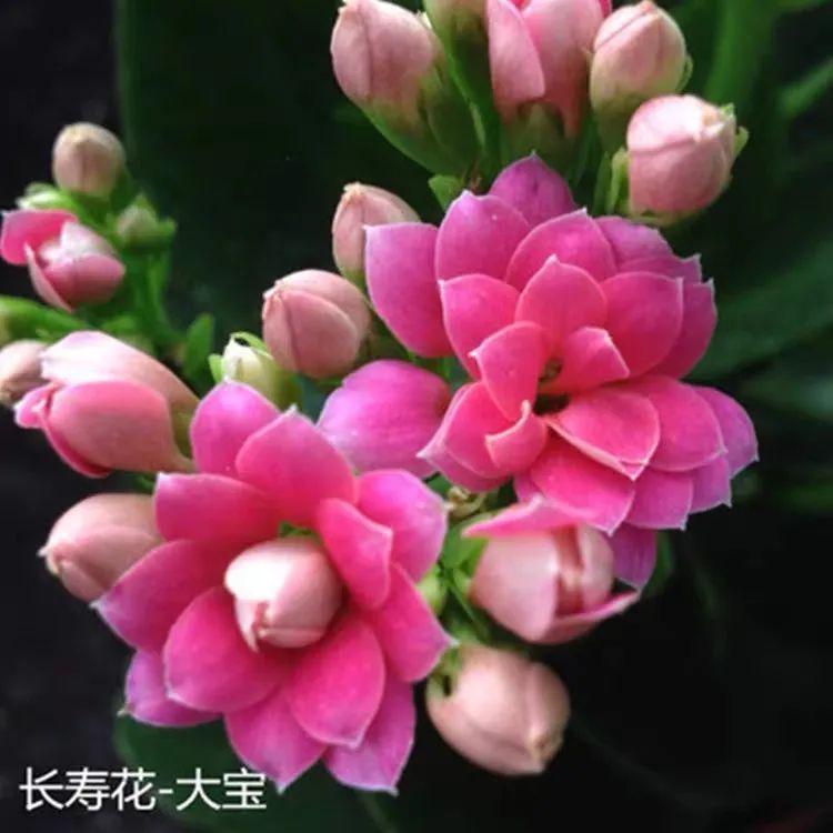 帕罗|45种长寿花,个个都是高颜值,家里养几盆,美得移不开眼