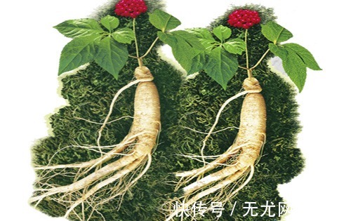 康熙年间|中国人参价值连城,西方人笑乐了,造富行动应运而生?