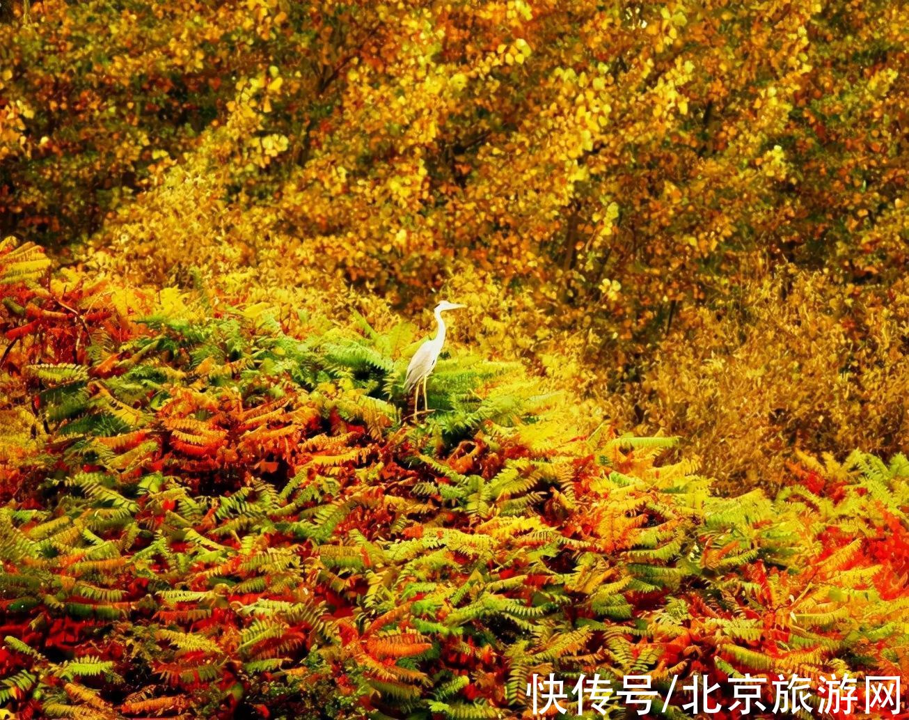 秋色|这个北京绝美的国家湿地公园大部分人都没来过，一起看看它的秋天