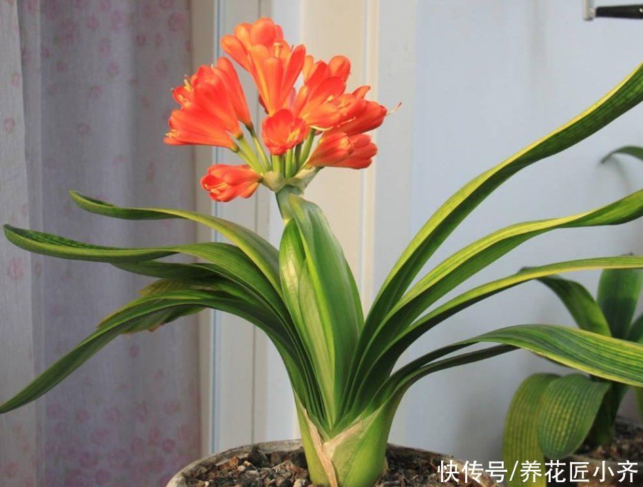 发黄|不要小瞧5月的太阳，这12种花赶紧遮阴养，晒太阳容易叶片枯黄