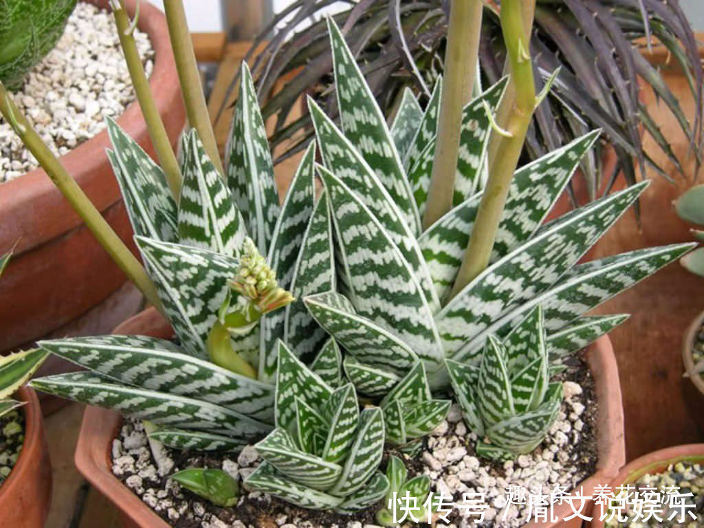 这种芦荟容易开花,叶子有蛇皮般的纹理,耐旱耐阴,为啥还能养死