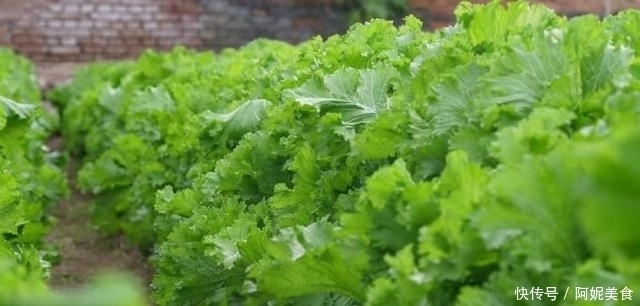 有一种青菜包饺子特香,却很少人认识,种上一点,能吃上大半年