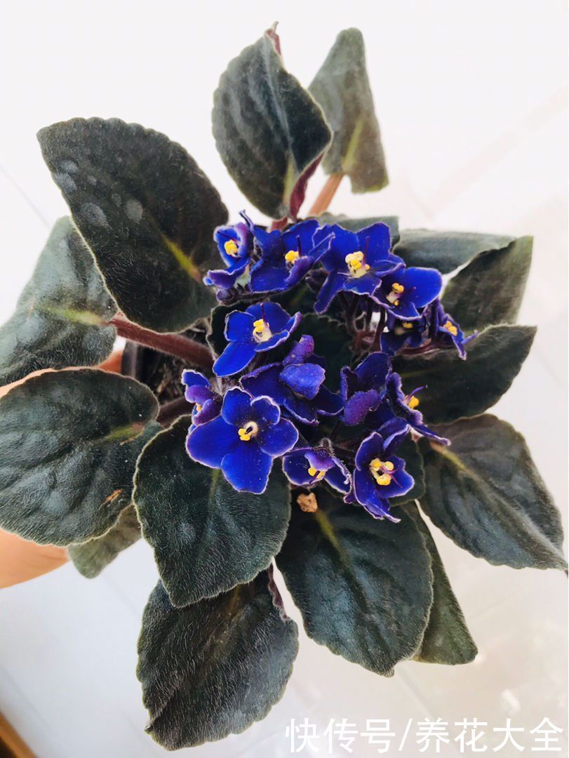 花花|冬天光照差,就养这6种耐阴植物,家里没光也能开花