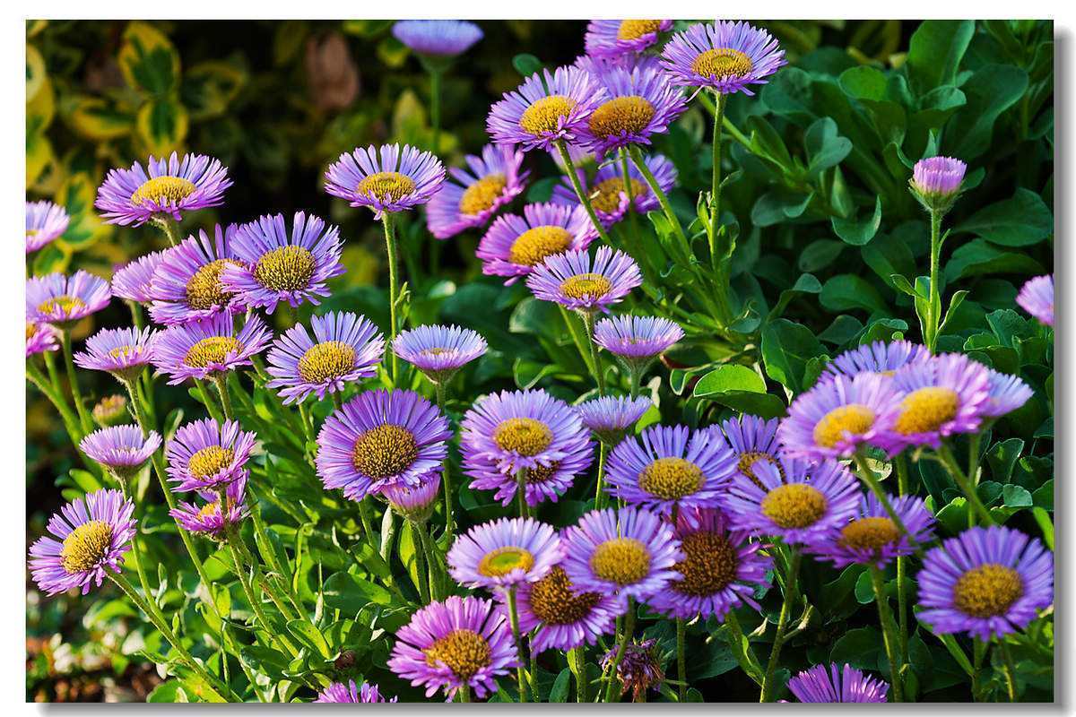 此花散发迷人的花香,有人称可以驱蚊赶虫,曾献给改革教会大司教