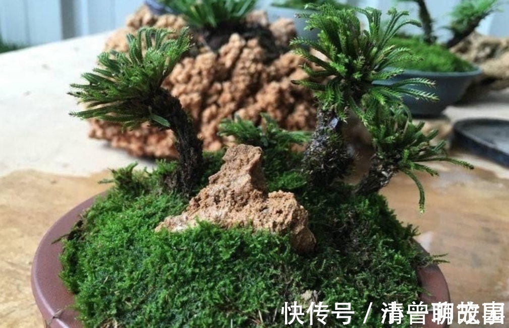 盆栽|5种不起眼的“小草”,挖回来做成盆景,越看越漂亮
