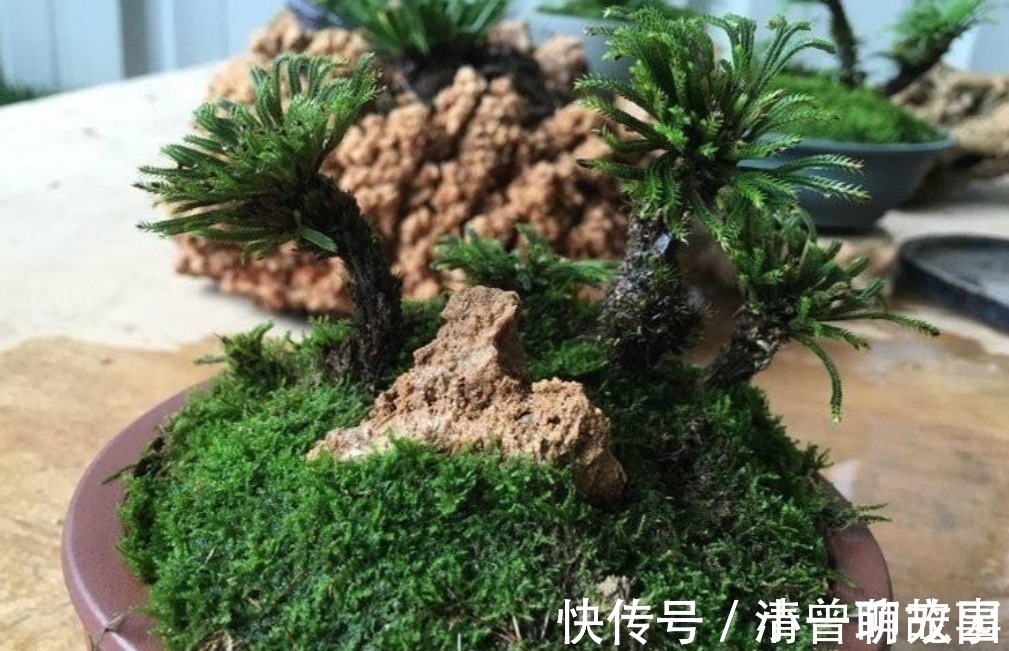 盆栽|5种不起眼的“小草”，挖回来做成盆景，越看越漂亮