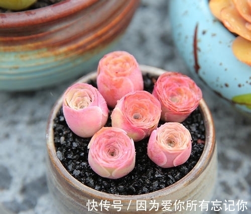 4种迷人多肉，光看一眼就沦陷了，谁见了都夸美，值得拥有！