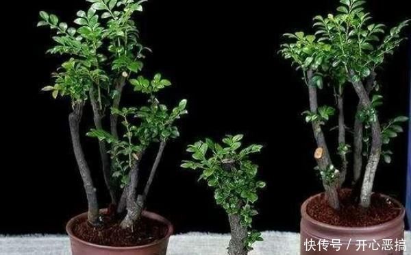 浇水|堪称我国最好养的盆景,不仅比牡丹大气,而且美观寓意好