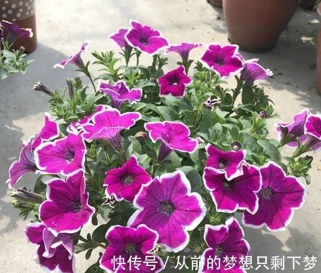 农历十一月大雪过后，养什么花？家里养3种花，学业有成龙马精神