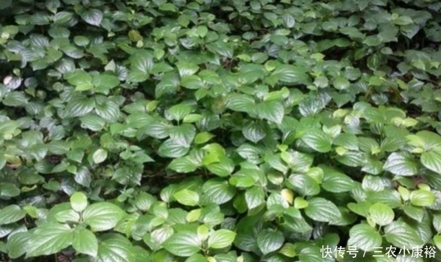 野花野草|农村一种“神奇”植物,能让臭肉变得香喷喷,而且药用价值很高