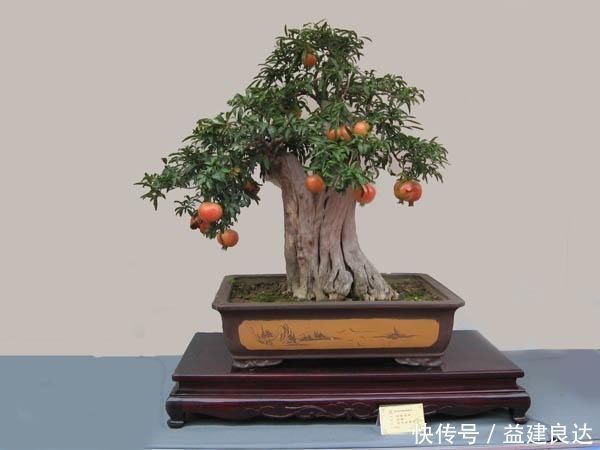 极品水果盆景,这辈子能有一盆,就值了