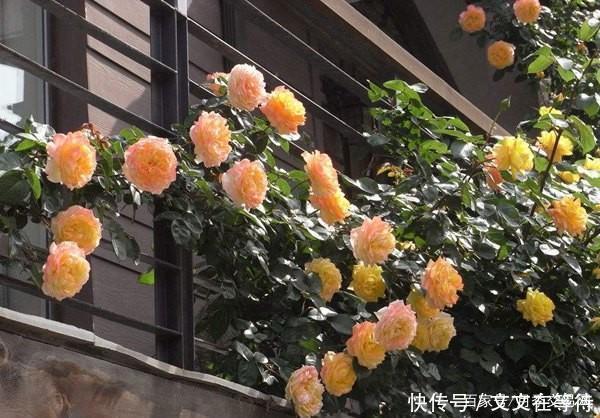 30种经典月季大合集,好看还养眼,看看你喜欢哪个