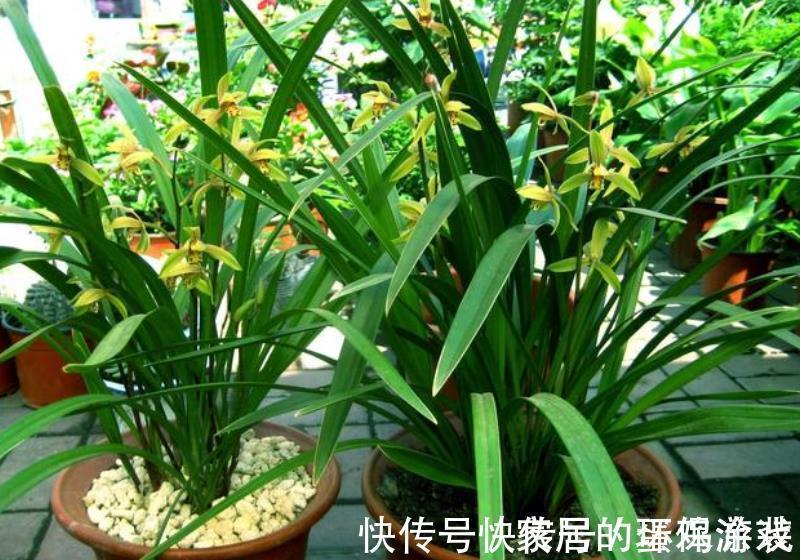 晒太阳|养兰花一定要晒太阳?其实并不绝对,来看看老花匠怎么说