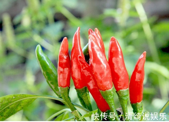 菠菜|3种可以随意种植的盆栽蔬菜，好养还爆盆，新鲜蔬菜随手来！