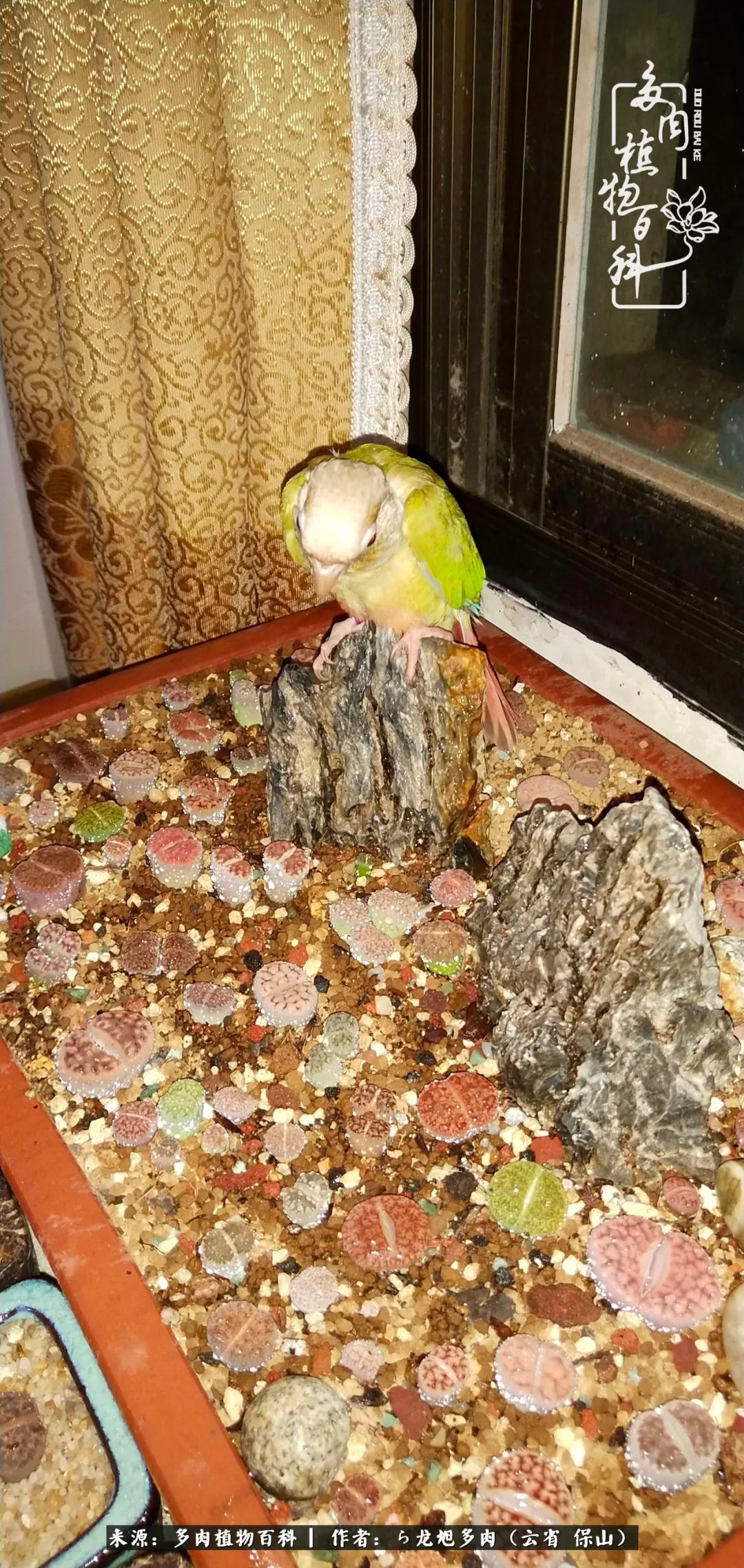 叶片|美了，美了！当秋天的风吹向你我的多肉！