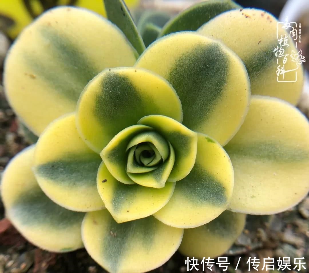 科普“山地玫瑰锦”万中无一，仙气缭绕！附养护知识！