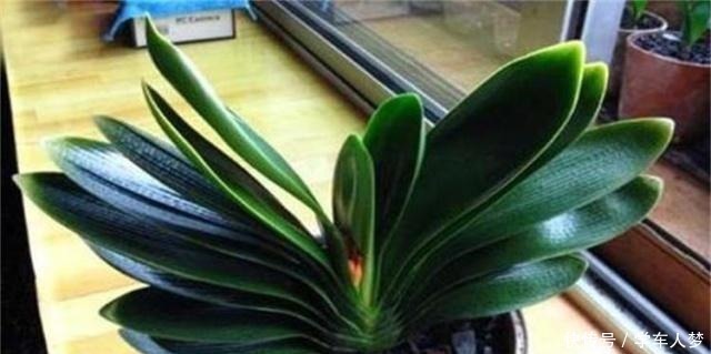 植株|养君子兰别整那些虚的!这么养,叶片绿油油,一年开2次花!